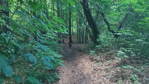 Im Schnellmarker Holz