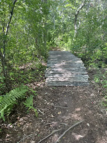 Best Hikes And Trails In Caroline Tuthill Preserve 