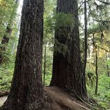 Quinault Rain Forest Nature Trail, Washington - 965 Reviews, Map ...