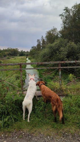 Hohner See
