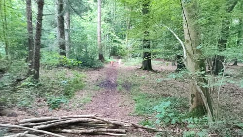 Hohner See