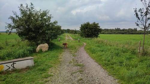 Hohner See