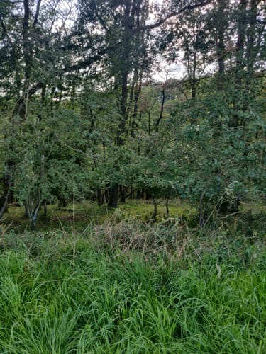 Dortebachtal