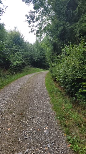 Ortswanderweg "Wildschwein" am Gehrenberg
