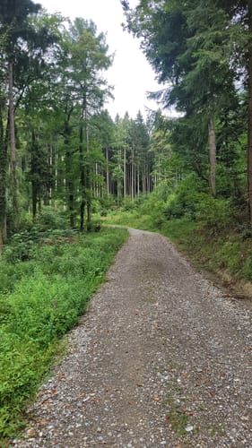 Ortswanderweg "Wildschwein" am Gehrenberg