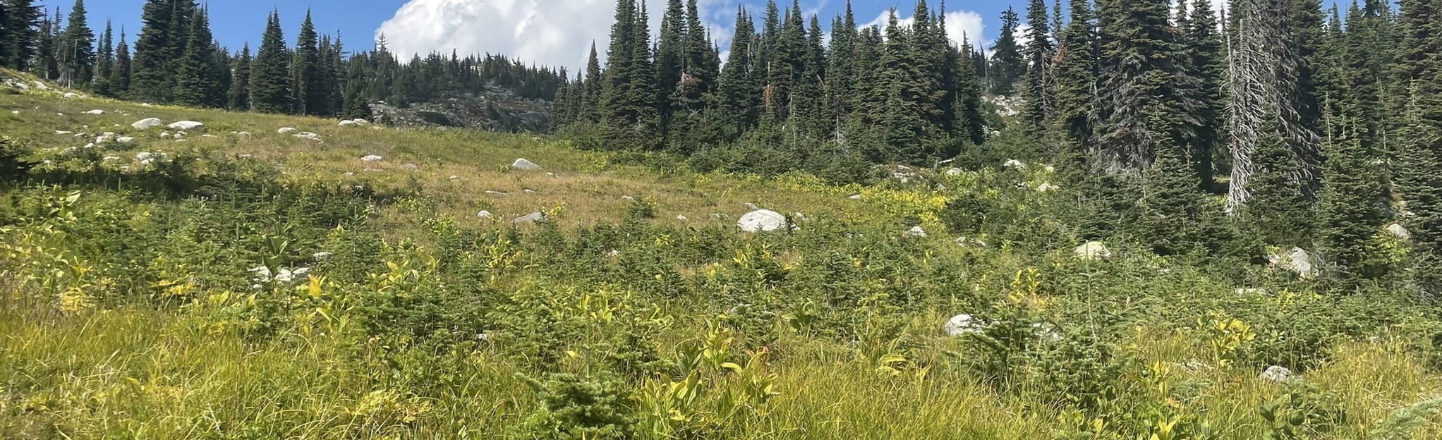 Falcon Ridge, British Columbia, Canada 134 Reviews, Map AllTrails