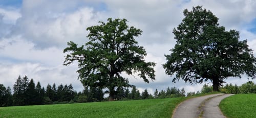 Brombergalm und Panoramaweg