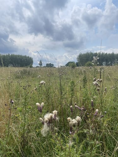 Mechower und Lankower See