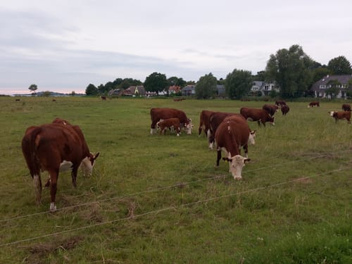 Mönchgut Baabe Lobbe