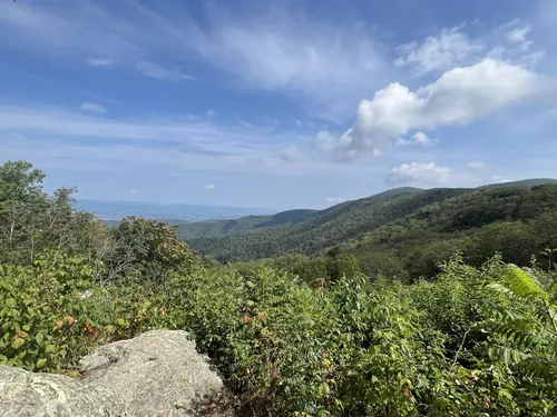 Blue Ridge, Appalachian Trail, Shenandoah, Wildlife