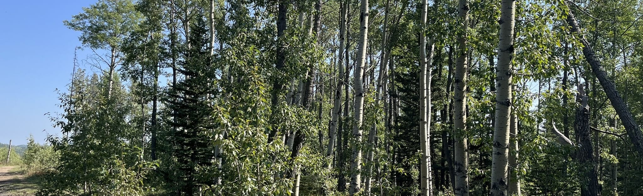 horse-lake-4-fotos-alberta-canad-alltrails