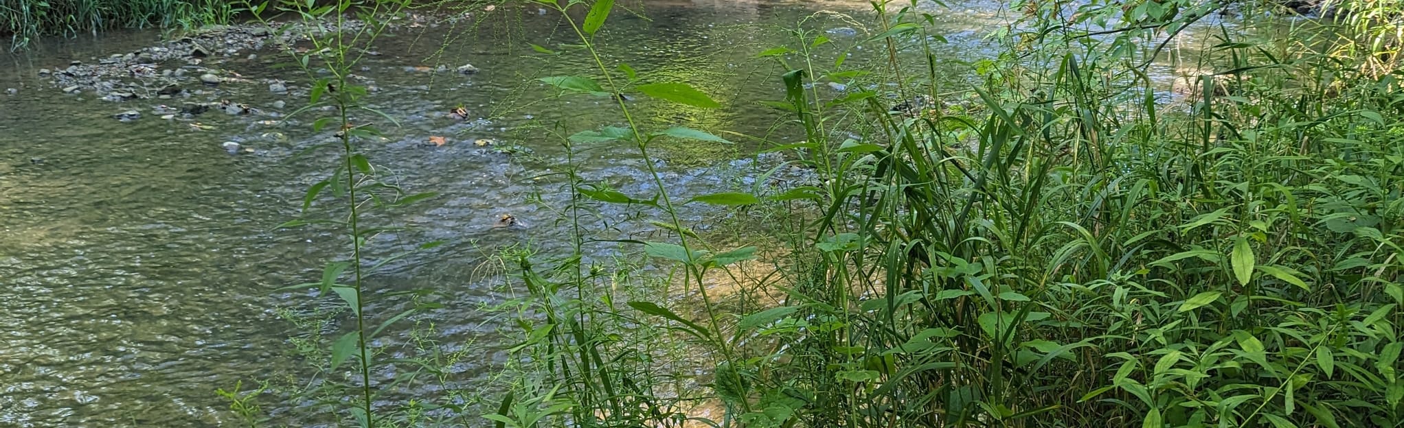 Worth Family Nature Preserve Trail: 18 Reviews, Map - Ohio | AllTrails