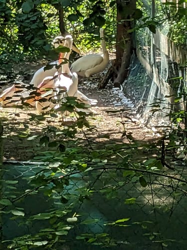 Durch die Olchinger Amperauen