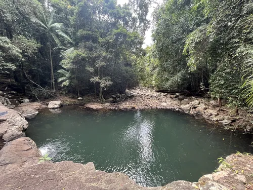 10 Best Bird Watching Trails in Springbrook National Park | AllTrails