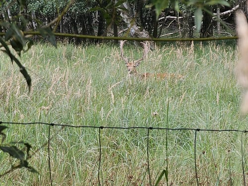 Im Wildgehege Glauer Tal