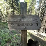 Boole tree clearance trail