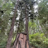 Quinault Rain Forest Nature Trail, Washington - 983 Reviews, Map ...