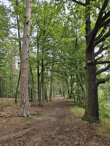 Um den Großen Lienewitzsee