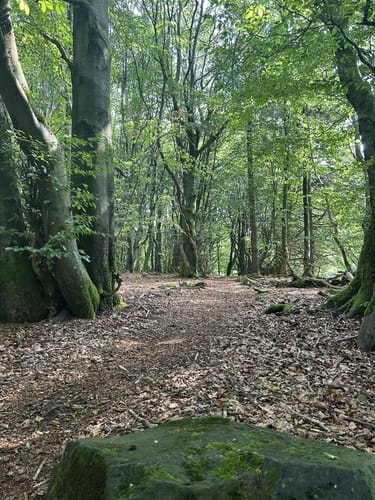 Bergmähwiesenpfad (Premiumwanderweg)