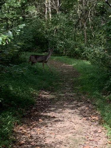 Best Hikes and Trails in Raven Run Park | AllTrails