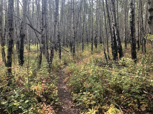 Best Hikes and Trails in Charlie Lake Provincial Park AllTrails