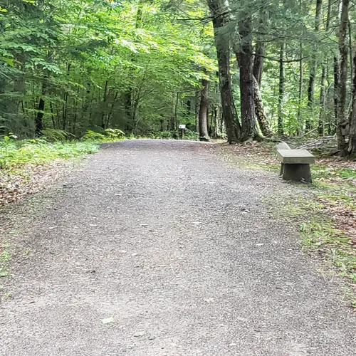 2023 Best Forest Trails in Levant AllTrails