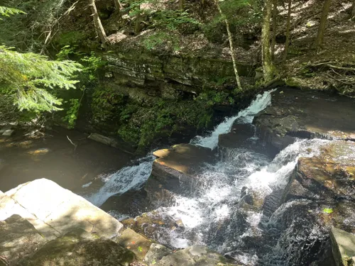 Best Hikes and Trails in Partridge Run Wildlife Management Area | AllTrails