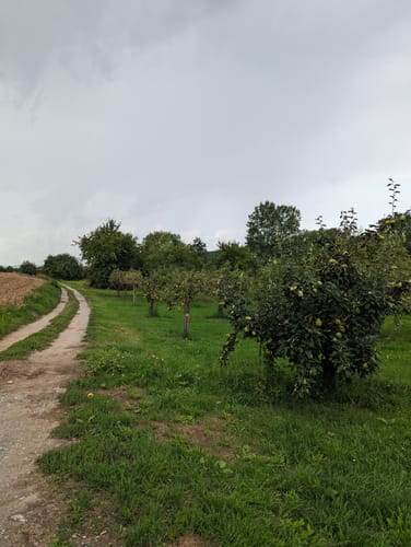 Dschungelpfad und Weinbergsaussicht