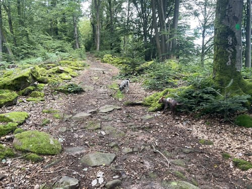 Rundwanderweg Parkplatz Schloss Hirschhorn 7: Zur Brunnenstube