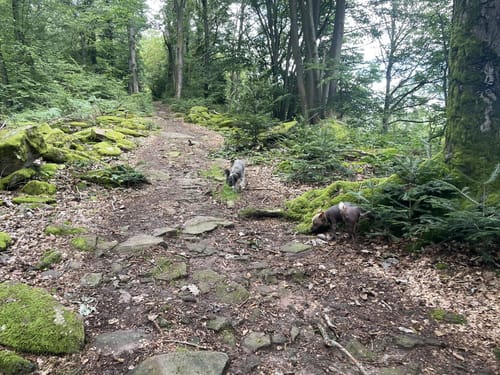 Rundwanderweg Parkplatz Schloss Hirschhorn 7: Zur Brunnenstube