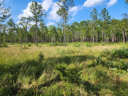 10 Best Hikes and Trails in Big Thicket National Preserve | AllTrails