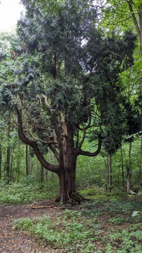 Klosterweg: Rundweg von Dormagen-Hackenbroich zu Kloster Knechsteden