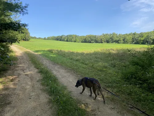 Best Hikes and Trails in Leary Field and Forest | AllTrails