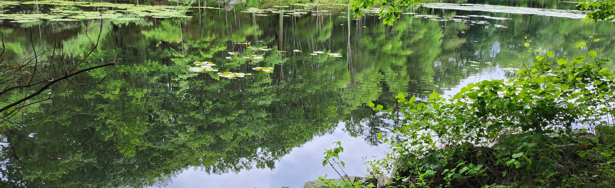 ACL Woodlock Trail System Loop 79 Reviews, Map New Hampshire AllTrails