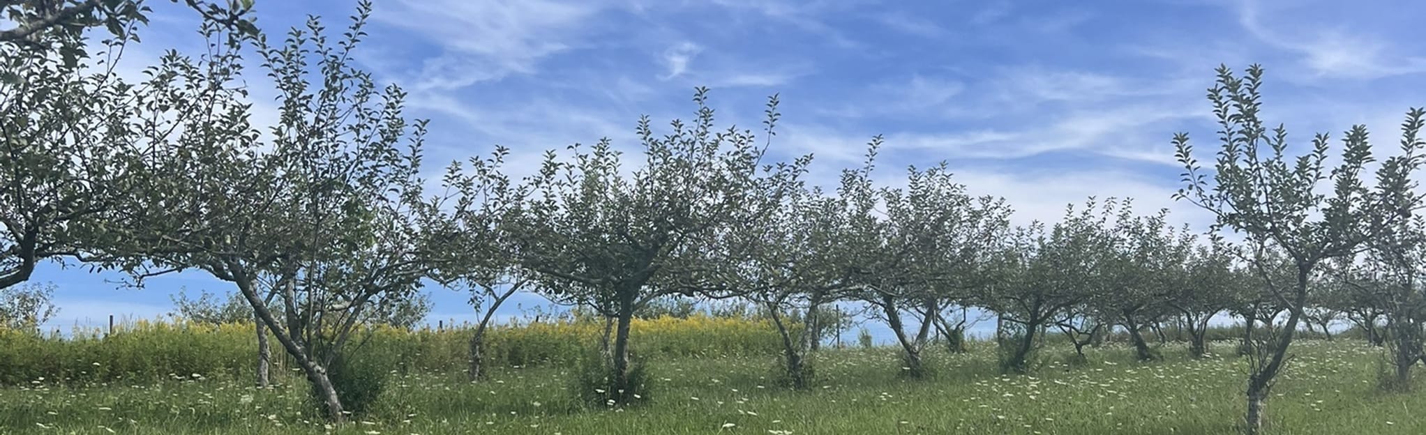 Magenta Trail to Flirt Hill to Blue Trail Loop 186 Reviews, Map