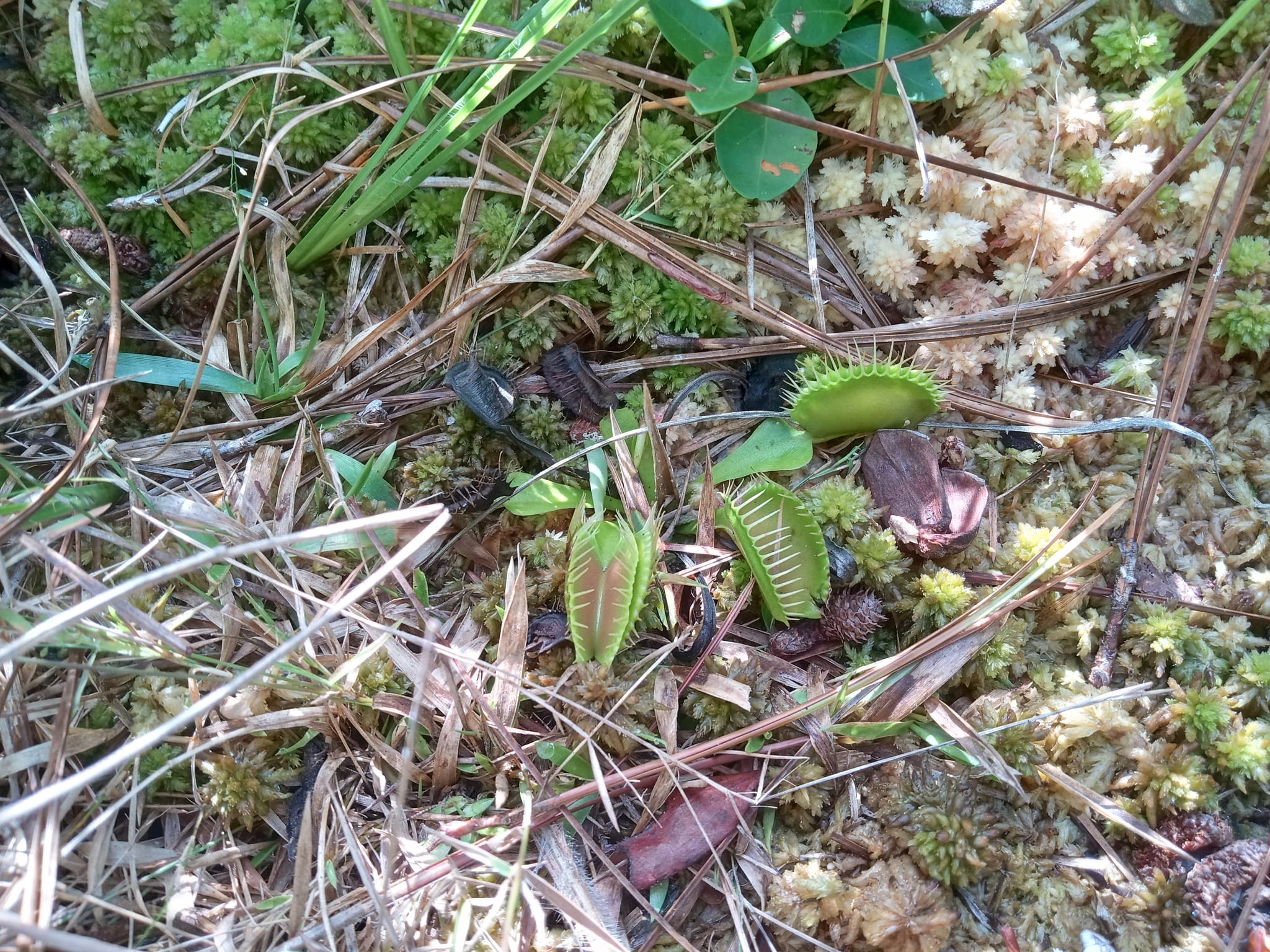 Venus Flytrap plant from Venus Flytrap trail