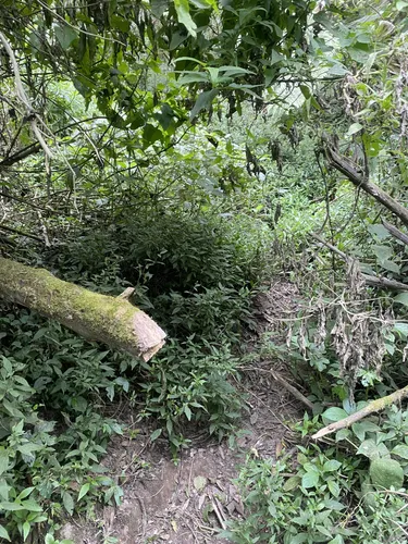 Best Hikes and Trails in Mount Merapi National Park | AllTrails