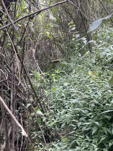 Best Hikes and Trails in Mount Merapi National Park | AllTrails