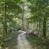 Bee Tree Lake Loop, Missouri - 546 Reviews, Map | AllTrails