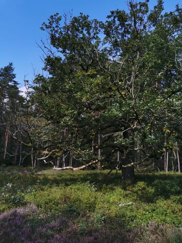Rund um die Heideflächen mittleres Lüßplateau