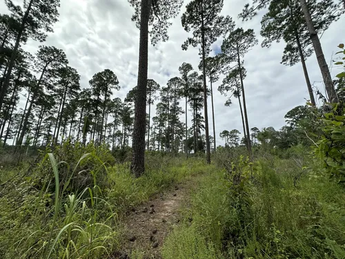 Southern Charm: 5 Scenic Hiking Trails in Albany – Georgia