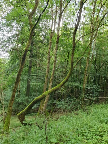 Zum Bilsteinblick