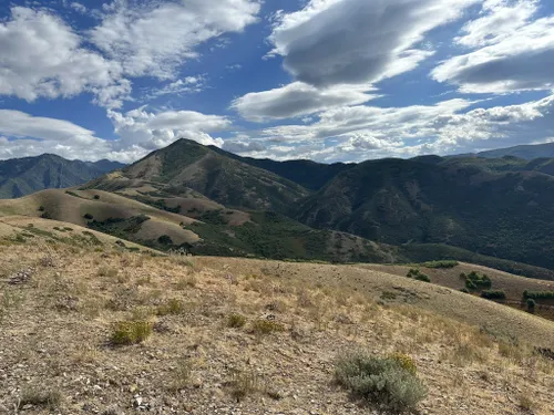 se permiten perros en el bosque nacional uinta wasatch cache