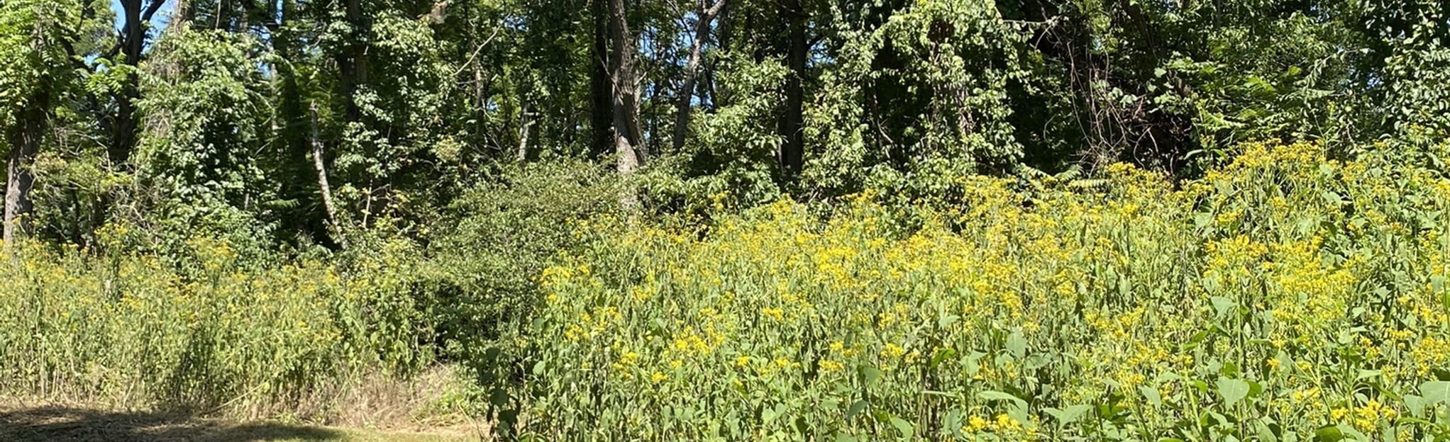 Yulee Trail Loop, Virginia 147 Reviews, Map AllTrails