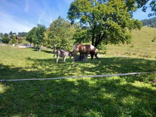 Durch das Ostrachtal zum Giebelhaus