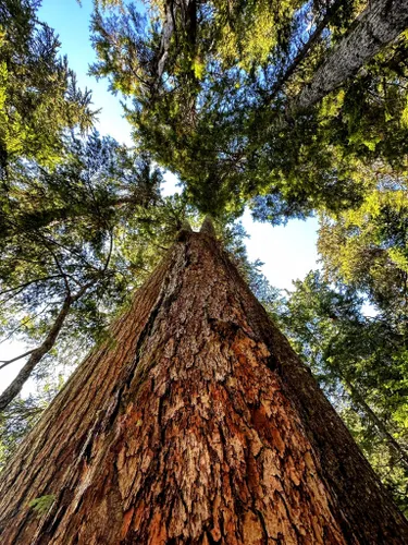 Best Hikes and Trails in Mount Skokomish Wilderness | AllTrails