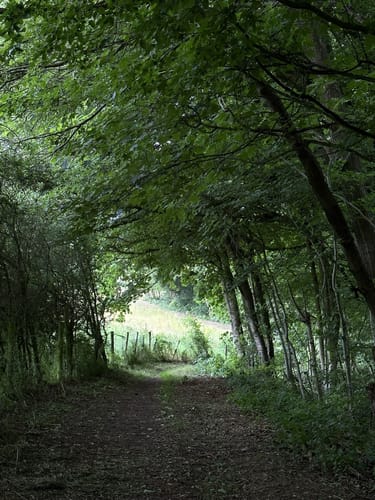 Berescheid: Edelkrebspfad im Schafbachtal