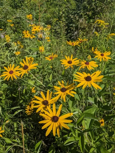 2023 Best Wild Flowers Trails In Grinnell Alltrails 0819