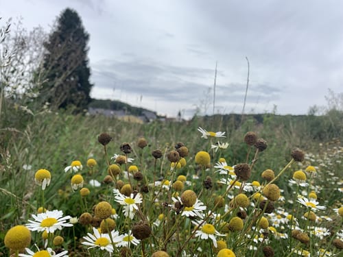 Vom Campingplatz Weiherhof um den Wiesensee