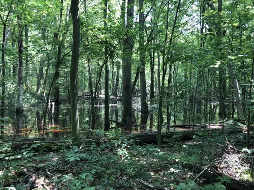 SukeGrassRoots　FOREST